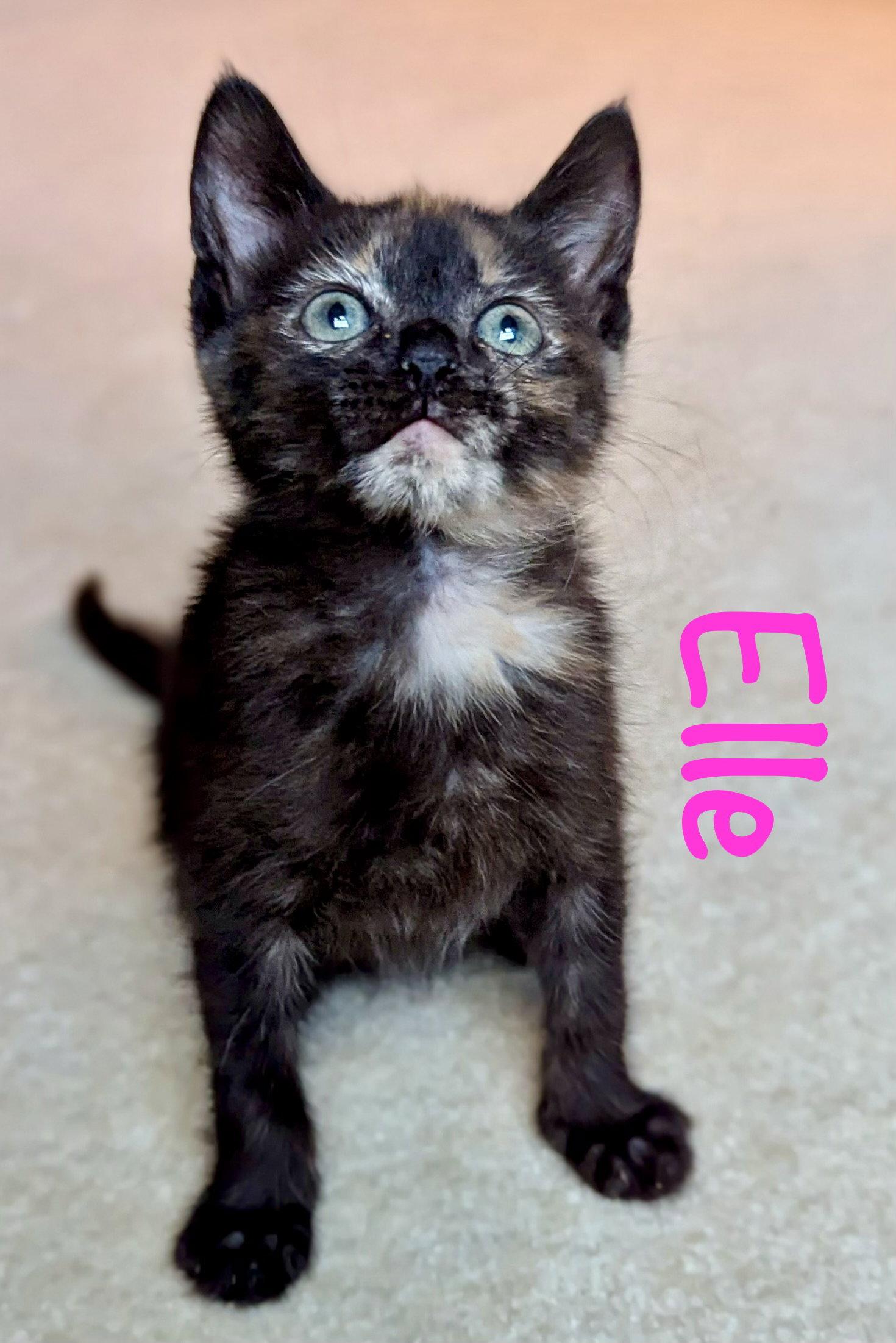 Enlarge Elle, a Adoptable Domestic Short Hair in Reston, VA image 3/3