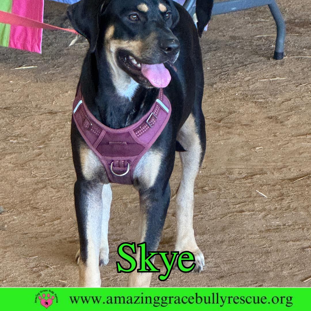 Skye, Adoptable, Young Female Coonhound.