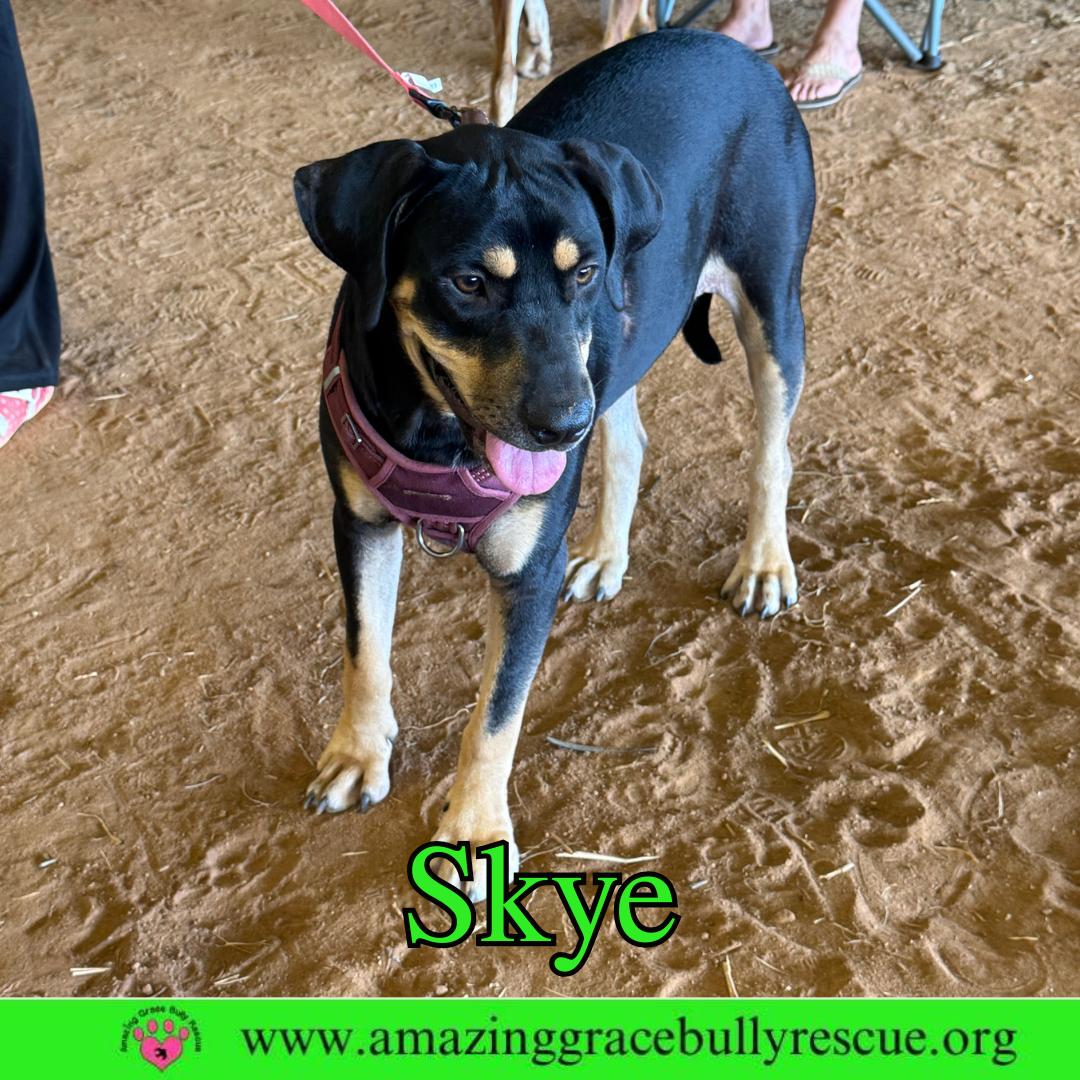 Skye, a Adoptable Coonhound in Pensacola, FL image 2/3