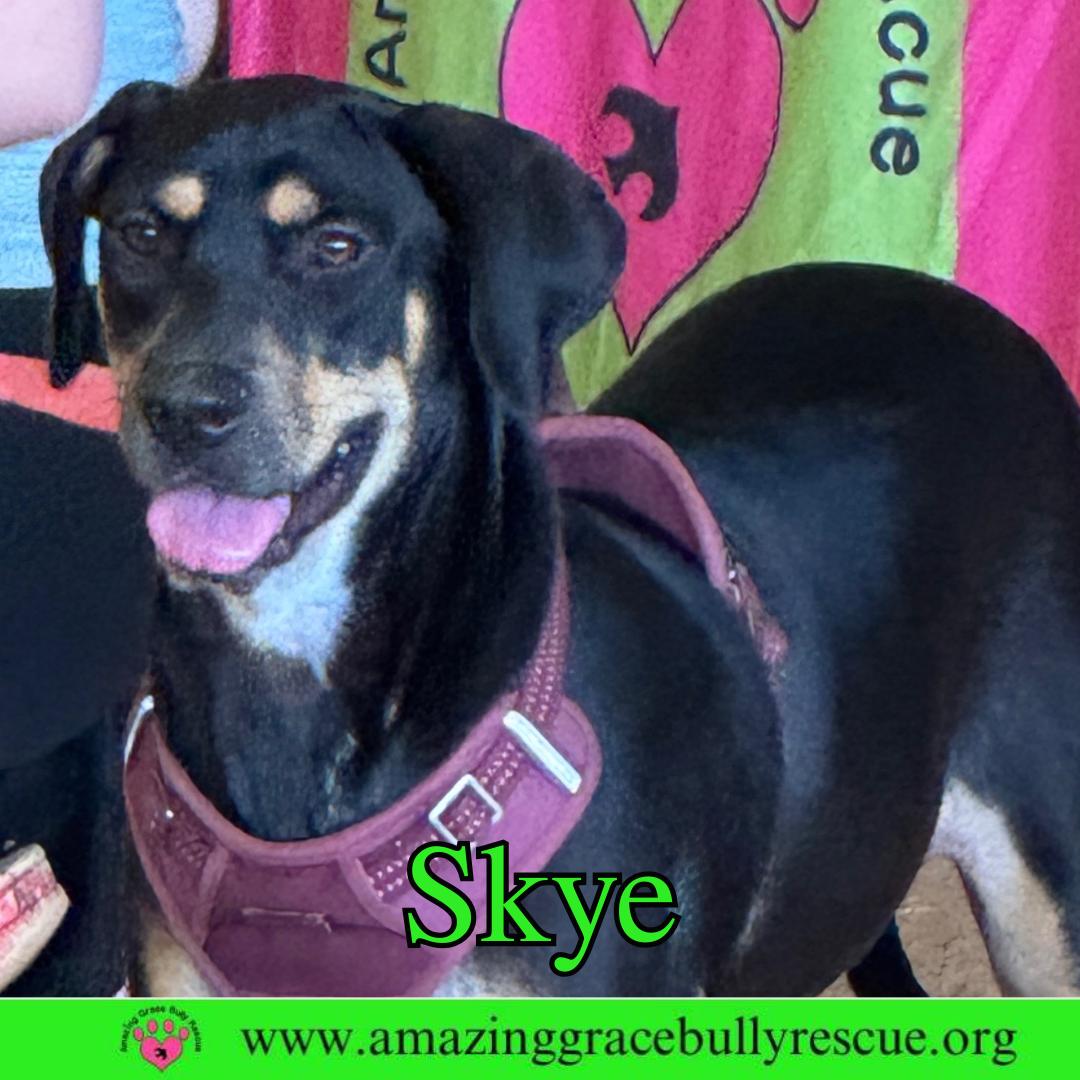 Skye, a Adoptable Coonhound in Pensacola, FL image 3/3