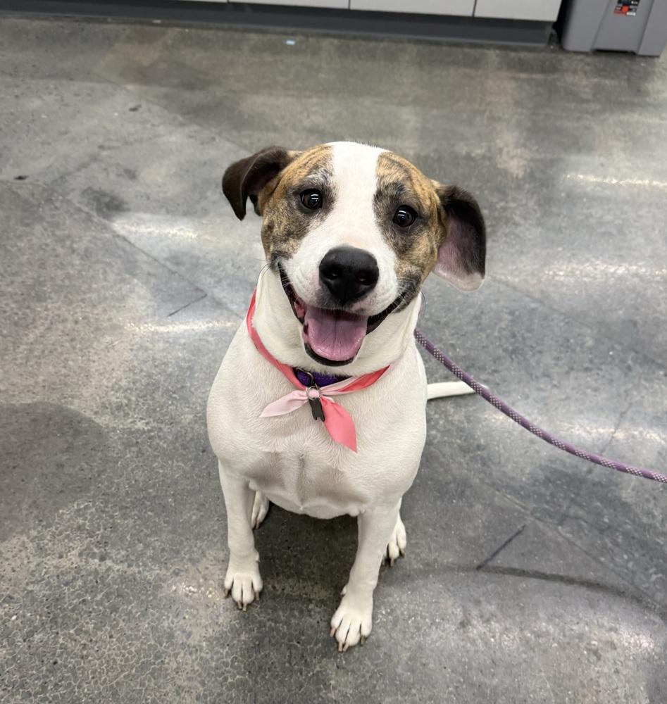 Claire, Adoptable, Adult Female American Bully & Boxer.