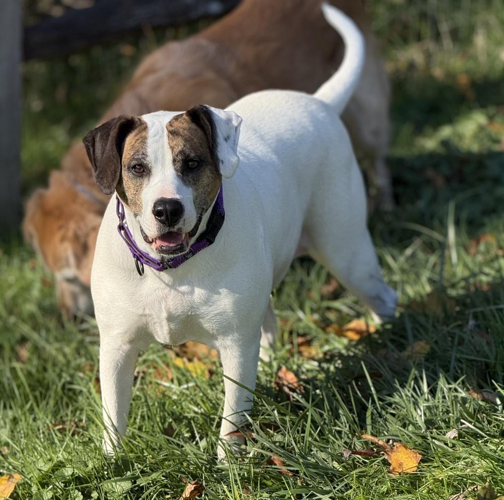 Claire, a Adoptable mixed breed in White, PA image 1/6