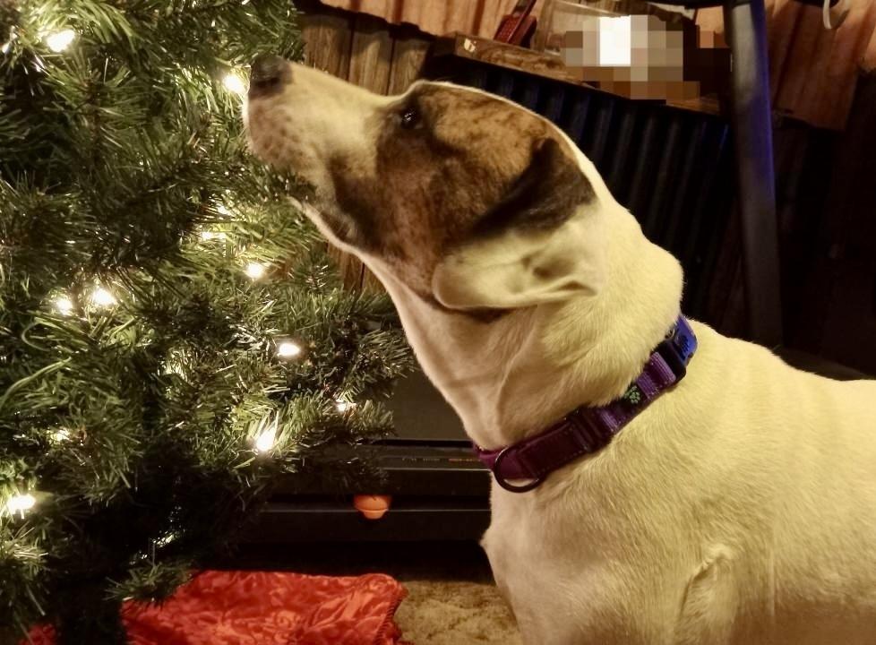 Claire, a Adoptable mixed breed in White, PA image 2/6