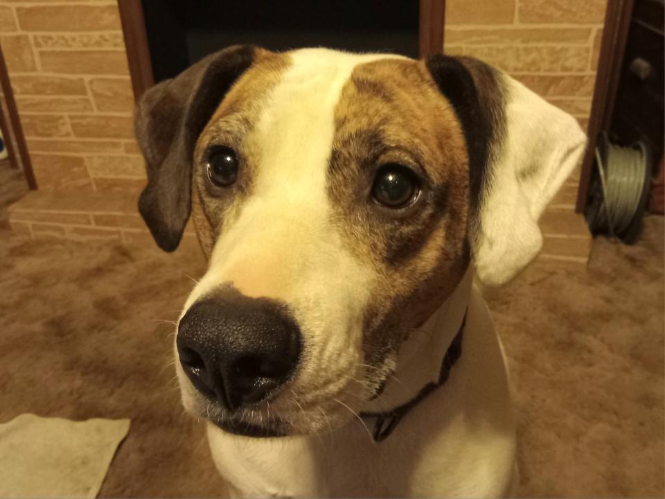 Claire, a Adoptable mixed breed in White, PA image 3/6