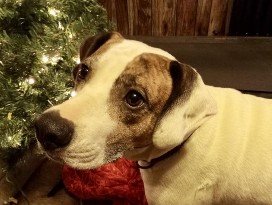 Claire, a Adoptable mixed breed in White, PA image 4/6