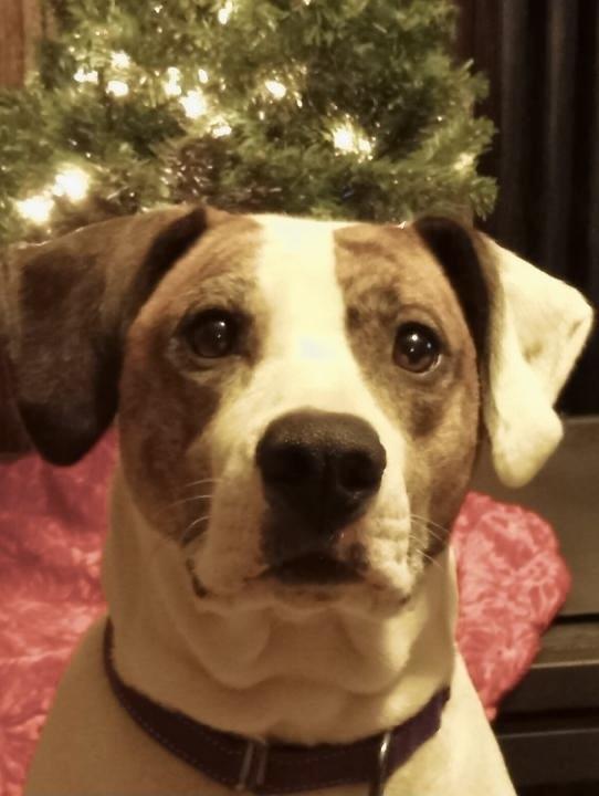 Claire, a Adoptable mixed breed in White, PA image 5/6