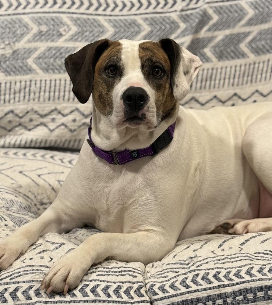 Claire, a Adoptable mixed breed in White, PA image 6/6