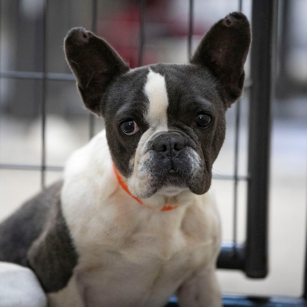Enlarge Charlotte (AG26-169), a Adoptable French Bulldog in Peyton, CO image 1/5