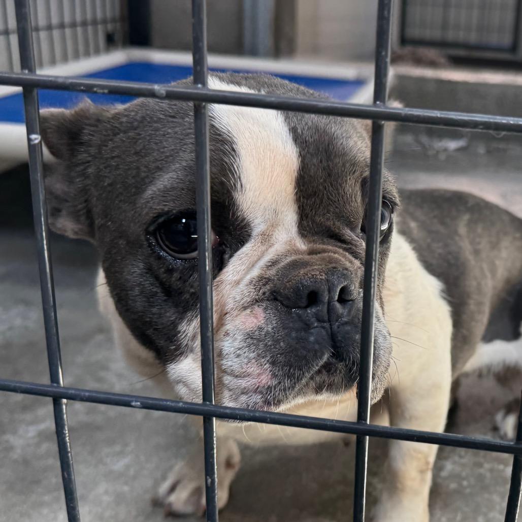 Enlarge Charlotte (AG26-169), a Adoptable French Bulldog in Peyton, CO image 2/5