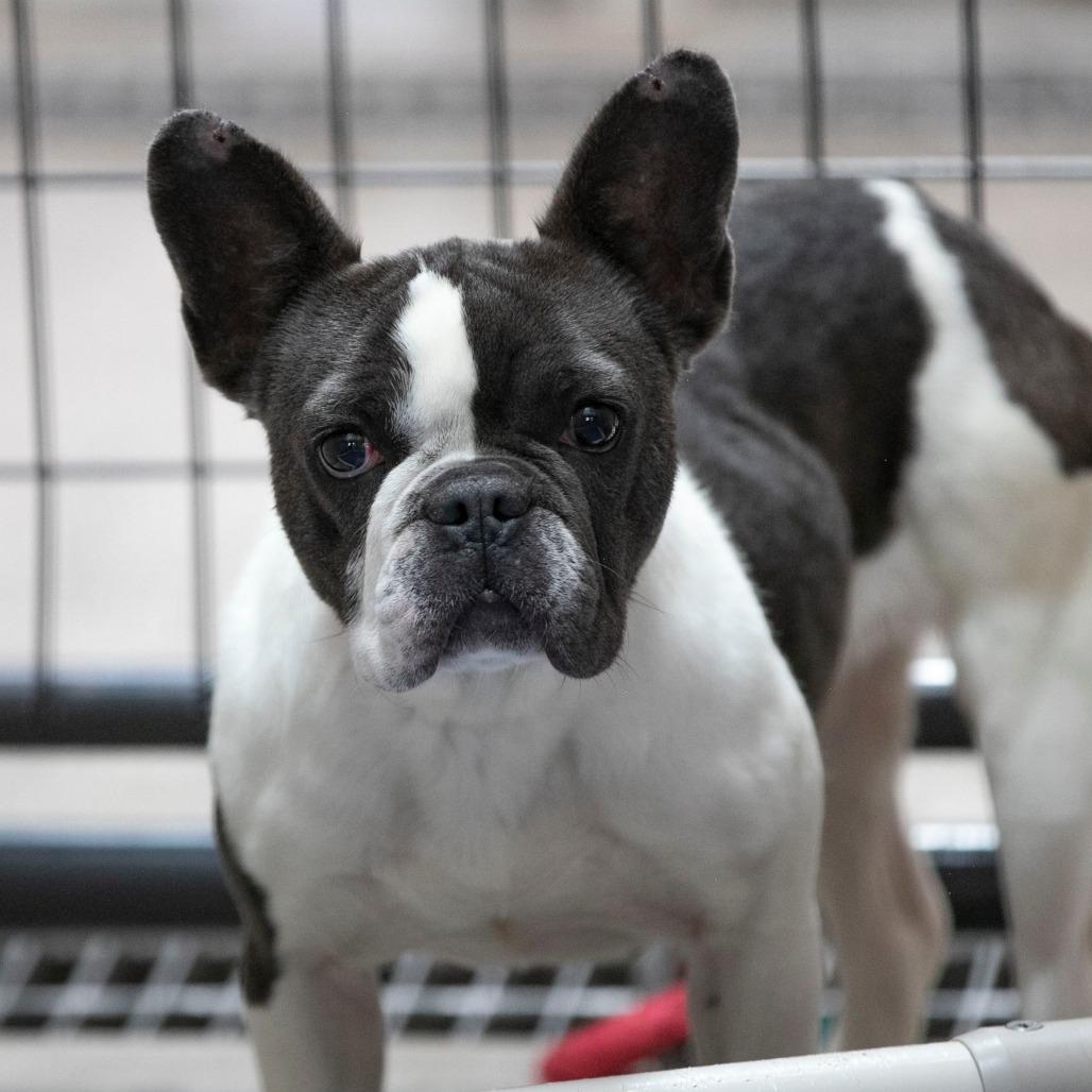 Enlarge Charlotte (AG26-169), a Adoptable French Bulldog in Peyton, CO image 3/5