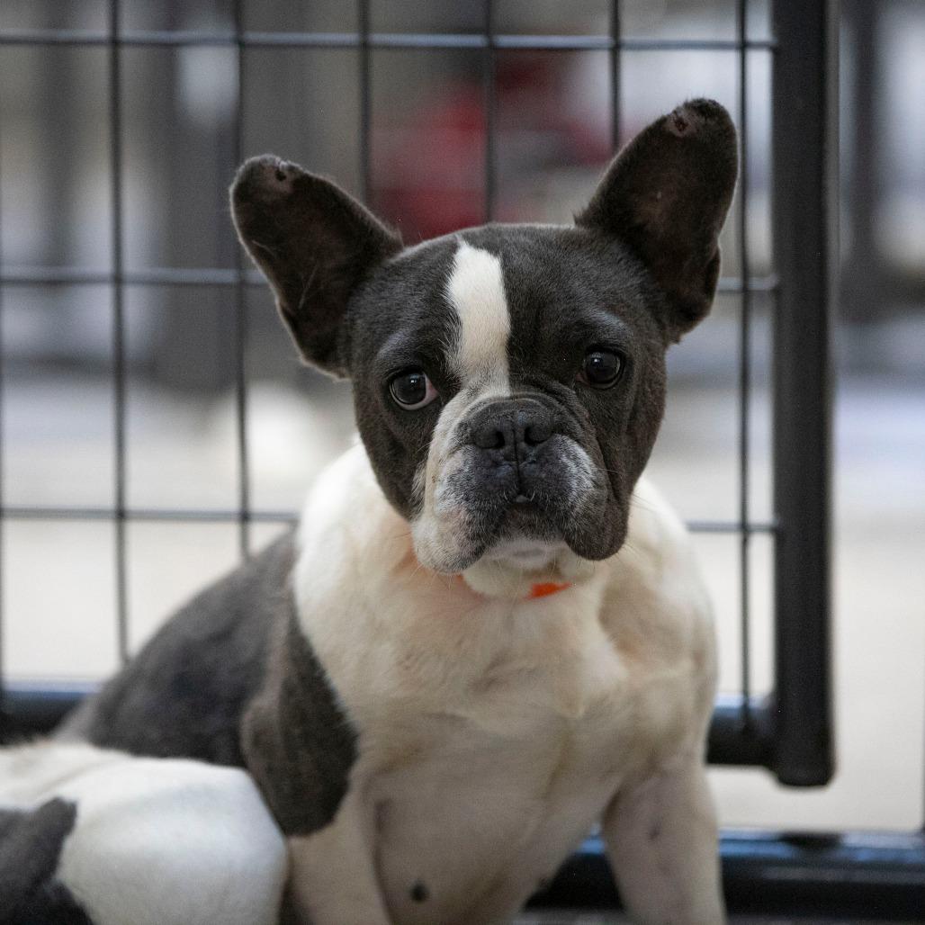 Enlarge Charlotte (AG26-169), a Adoptable French Bulldog in Peyton, CO image 4/5
