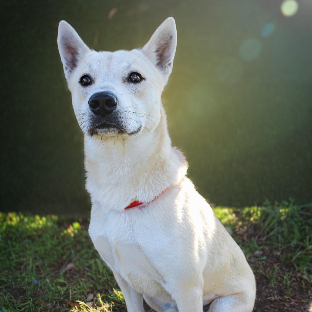 Tanner, Adoptable, Adult Male Mixed Breed.