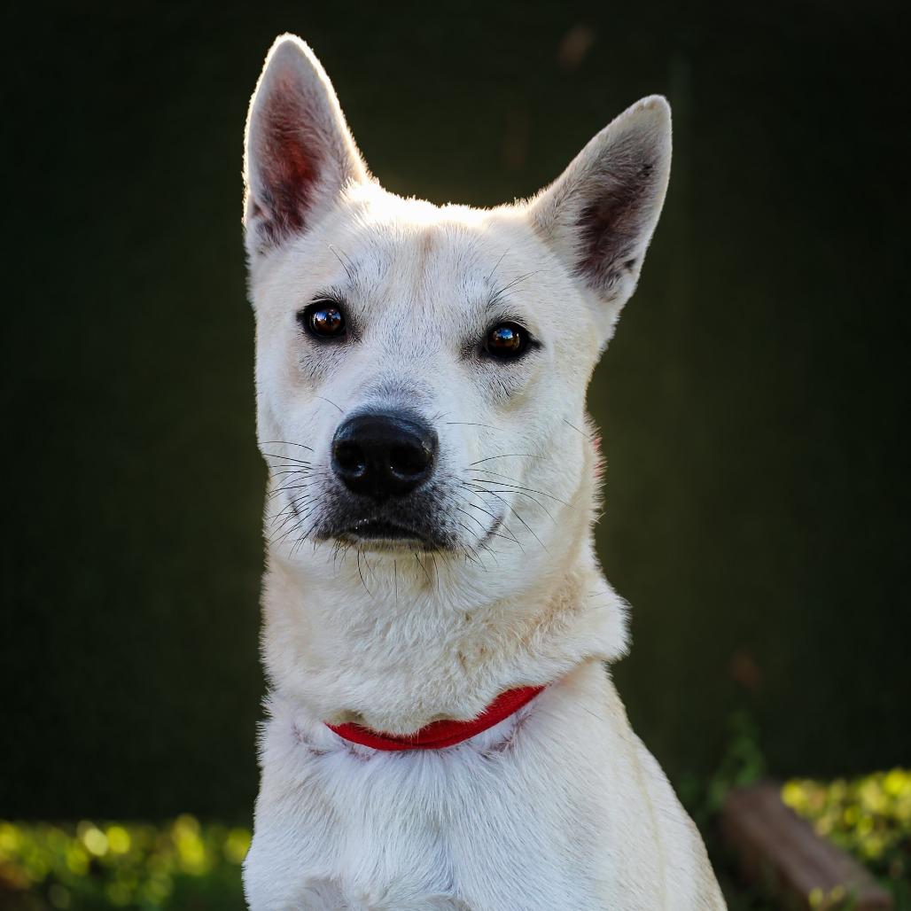 Enlarge Tanner, a Adoptable Mixed Breed in Lake Jackson, TX image 2/3