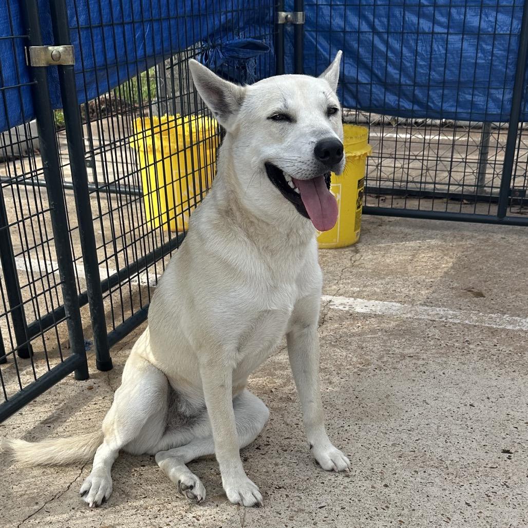 Enlarge Tanner, a Adoptable Mixed Breed in Lake Jackson, TX image 3/3