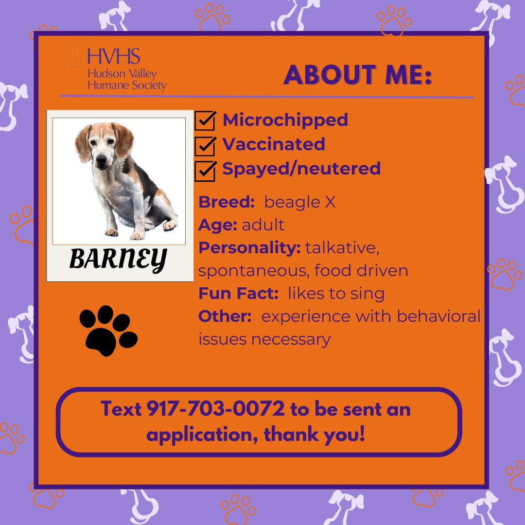 Enlarge BARNEY , a Adoptable Beagle in Pomona, NY image 2/2