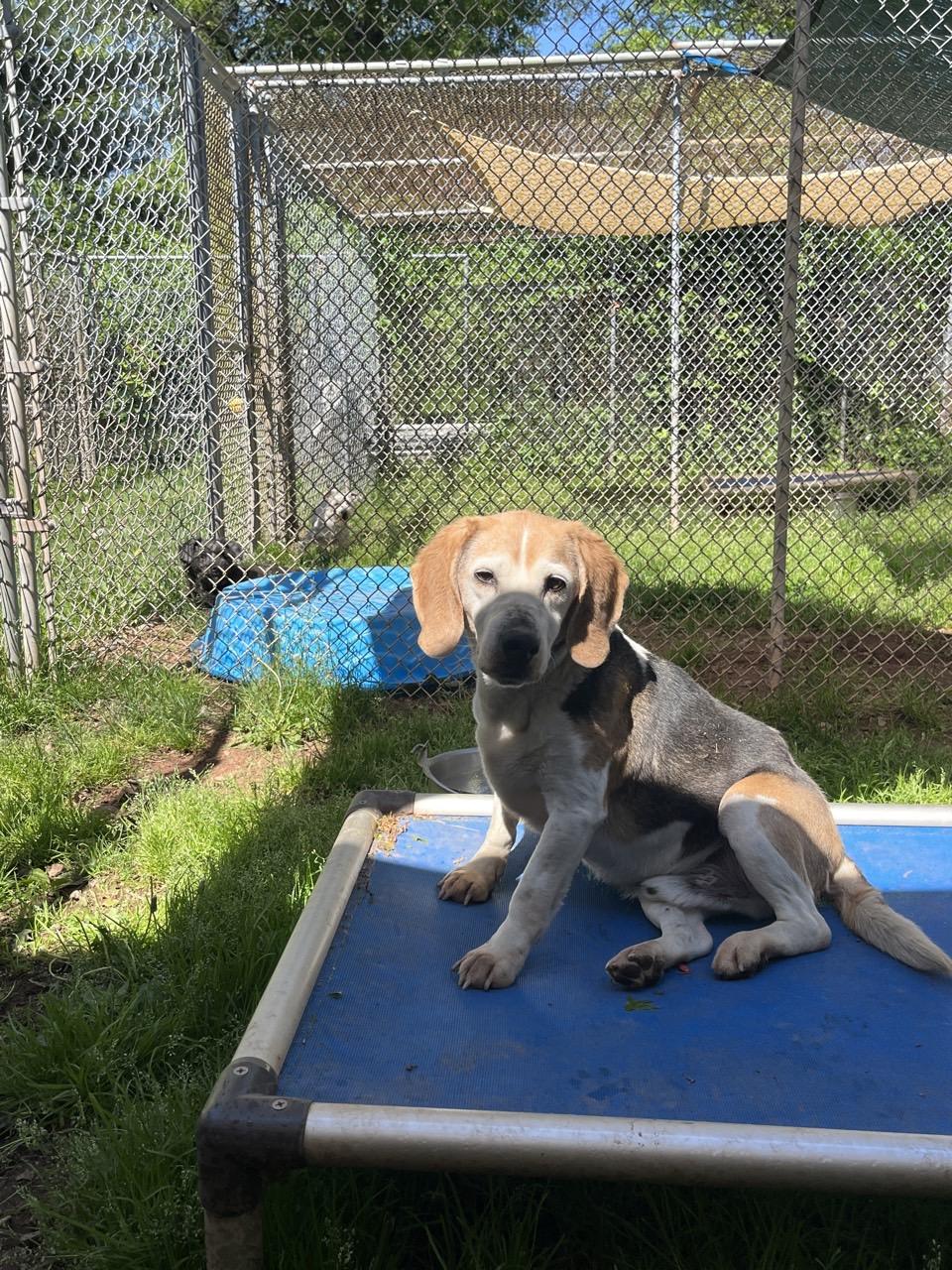 BARNEY THE BEAGLE, Adoptable, Adult Male Beagle.
