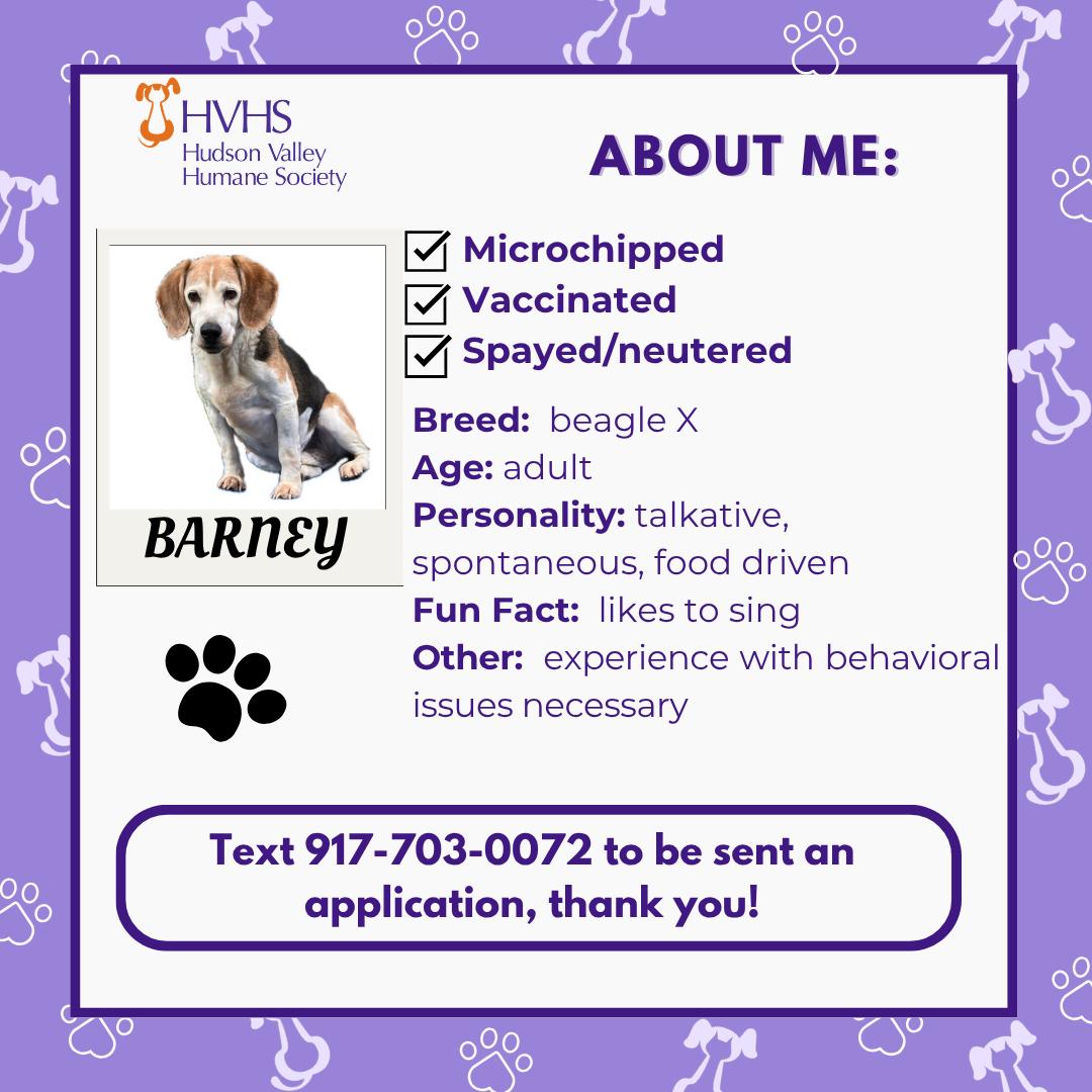 Enlarge BARNEY , a Adoptable Beagle in Pomona, NY image 2/2