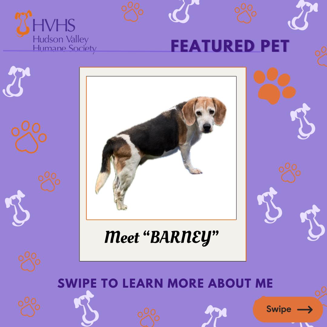 BARNEY , Adoptable, Adult Male Beagle.