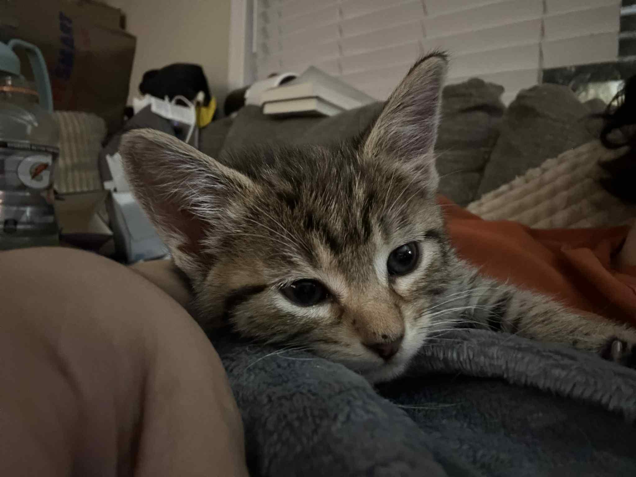 Melon, Adoptable, Kitten Female Tabby.