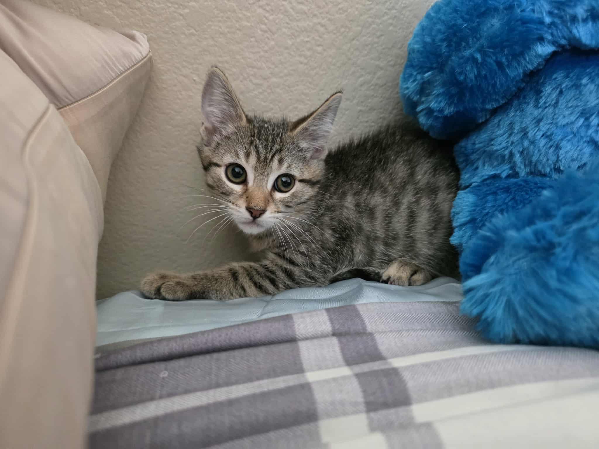 Melon, a Adoptable Tabby in Vacaville, CA image 2/2