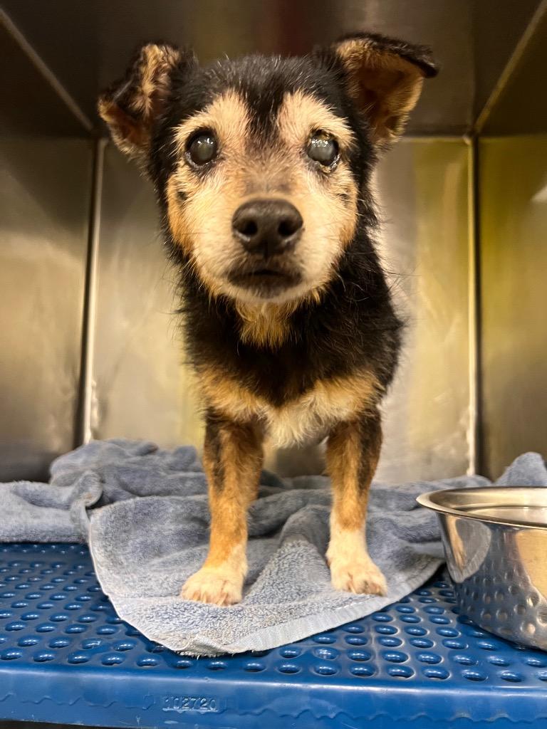 Enlarge Madrid, a Adoptable Border Terrier in Rockport, TX image 1/3