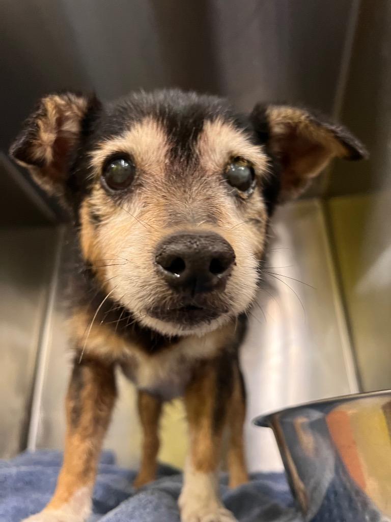 Enlarge Madrid, a Adoptable Border Terrier in Rockport, TX image 2/3