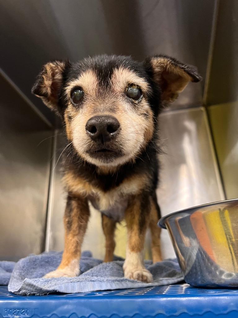 Enlarge Madrid, a Adoptable Border Terrier in Rockport, TX image 3/3