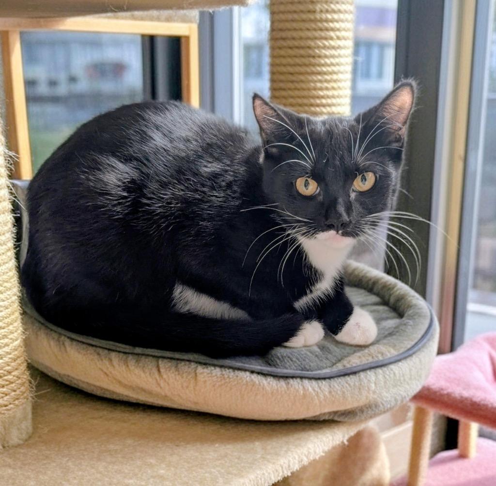 Matilda, Adoptable, Kitten Female Domestic Short Hair.