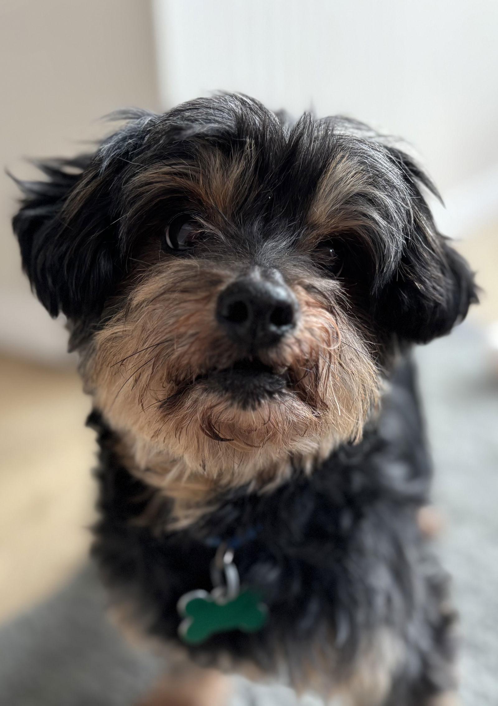 Enlarge Shakespeare, a Adoptable mixed breed in Palo Alto, CA image 1/3