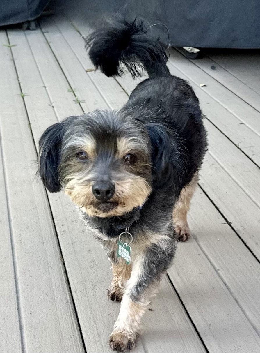 Enlarge Shakespeare, a Adoptable mixed breed in Palo Alto, CA image 1/3