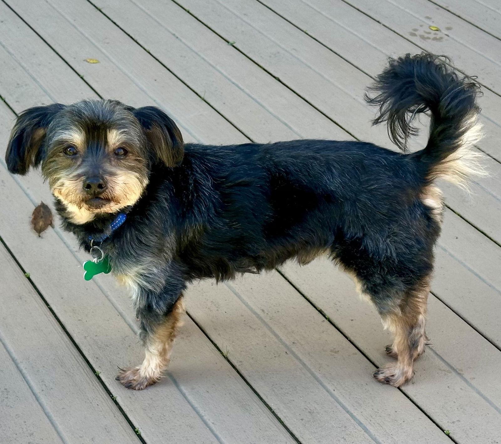 Enlarge Shakespeare, a Adoptable mixed breed in Palo Alto, CA image 2/3