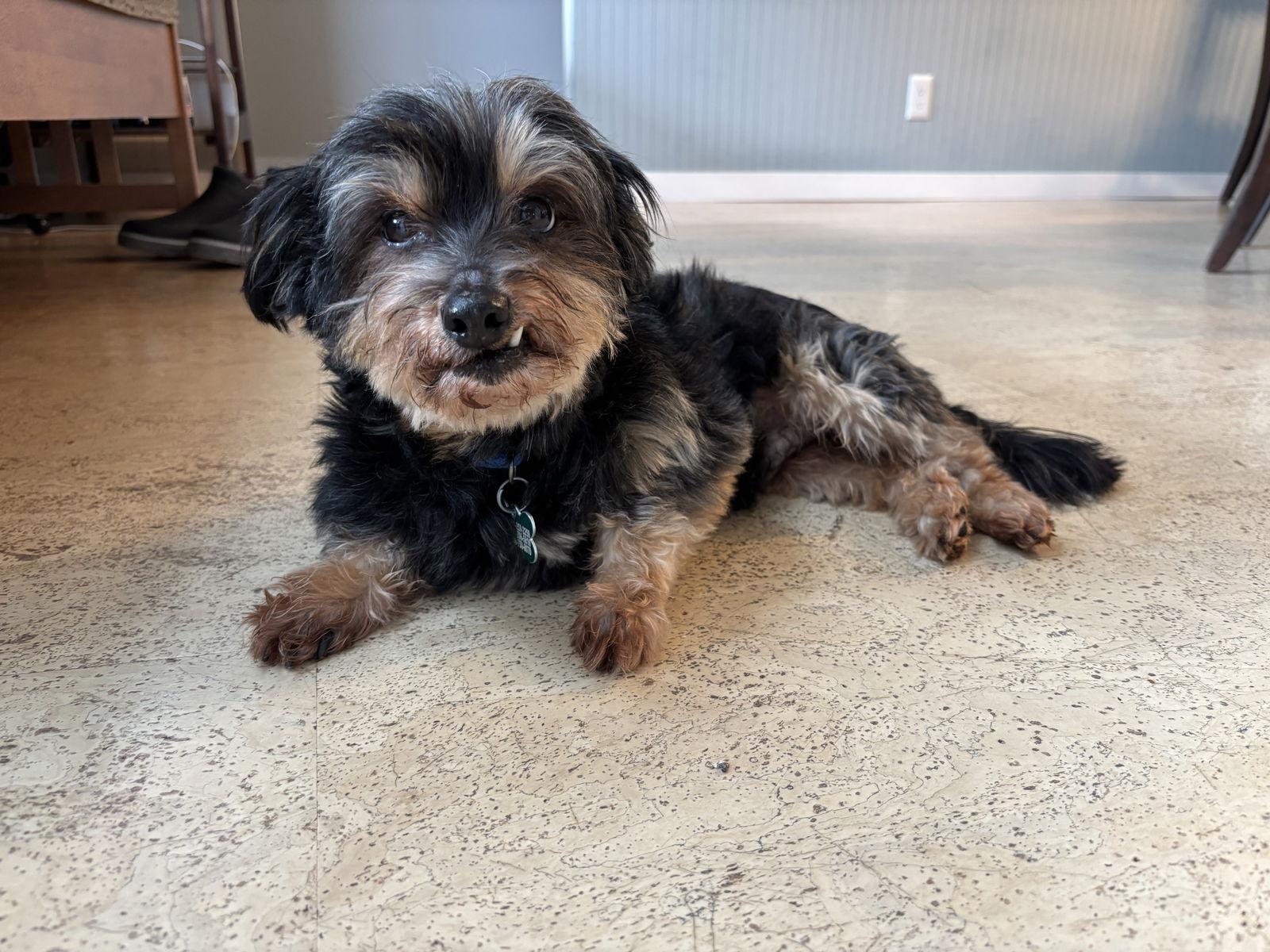 Enlarge Shakespeare, a Adoptable mixed breed in Palo Alto, CA image 2/3