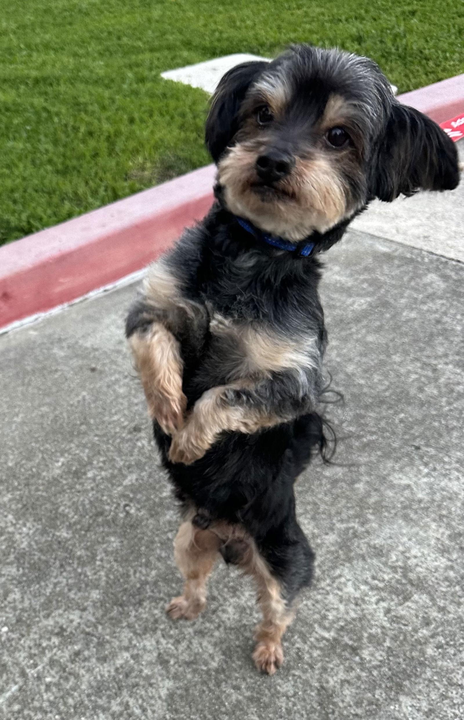 Enlarge Shakespeare, a Adoptable mixed breed in Palo Alto, CA image 3/3