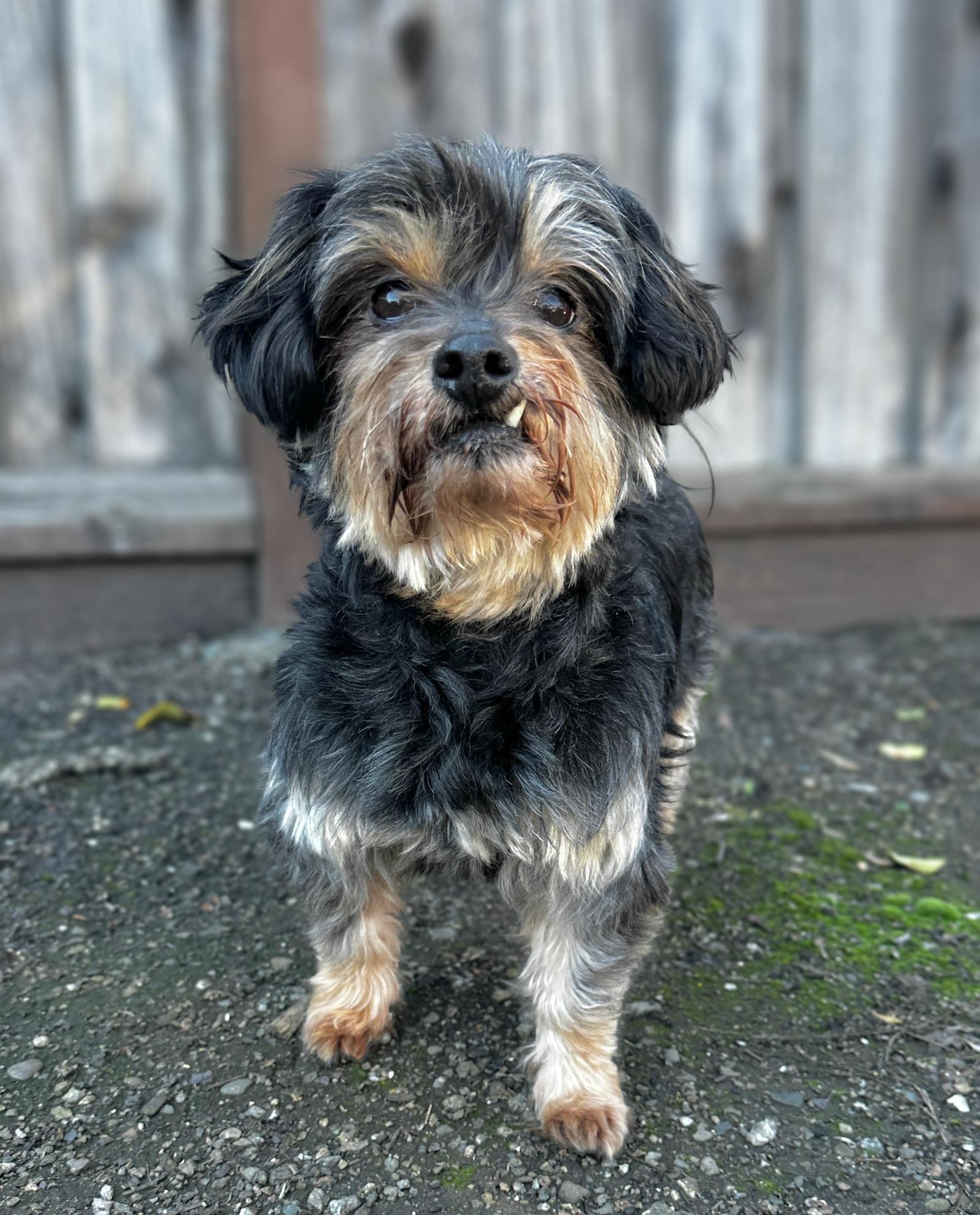 Enlarge Shakespeare, a Adopted mixed breed in Palo Alto, CA image 3/3
