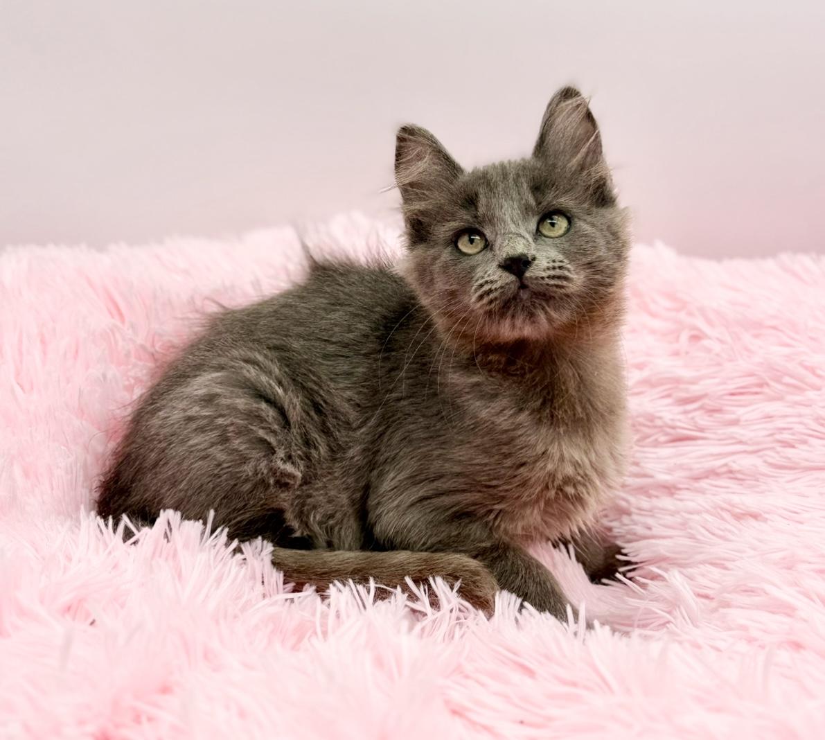 Enlarge Squish, a Adoptable mixed breed in Covington, LA image 2/6