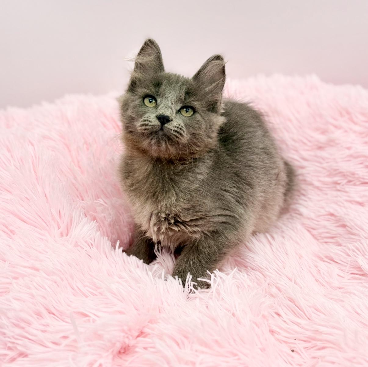 Enlarge Squish, a Adoptable mixed breed in Covington, LA image 5/6