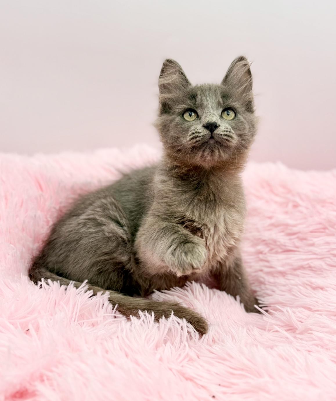 Enlarge Squish, a Adoptable mixed breed in Covington, LA image 3/6