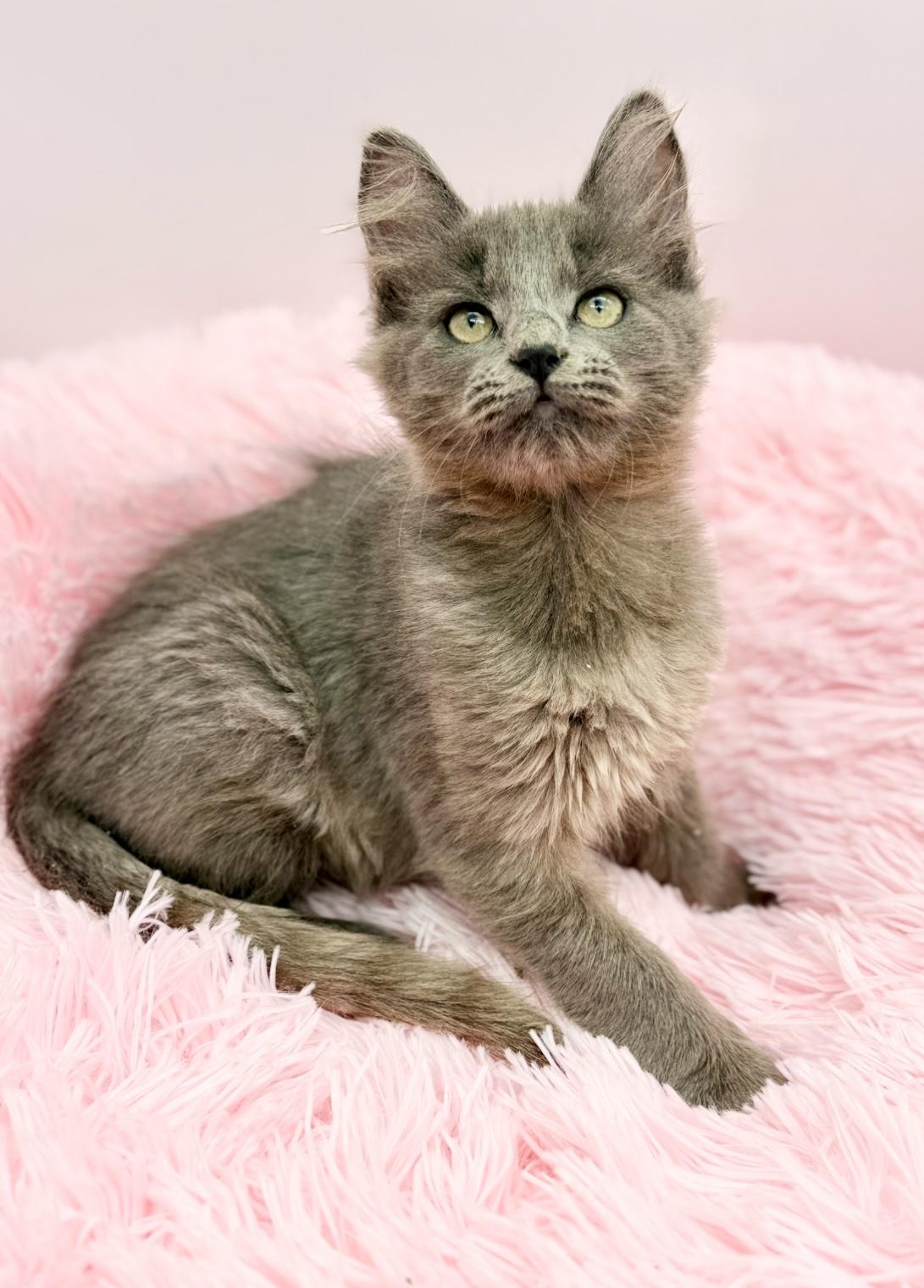 Enlarge Squish, a Adoptable mixed breed in Covington, LA image 6/6