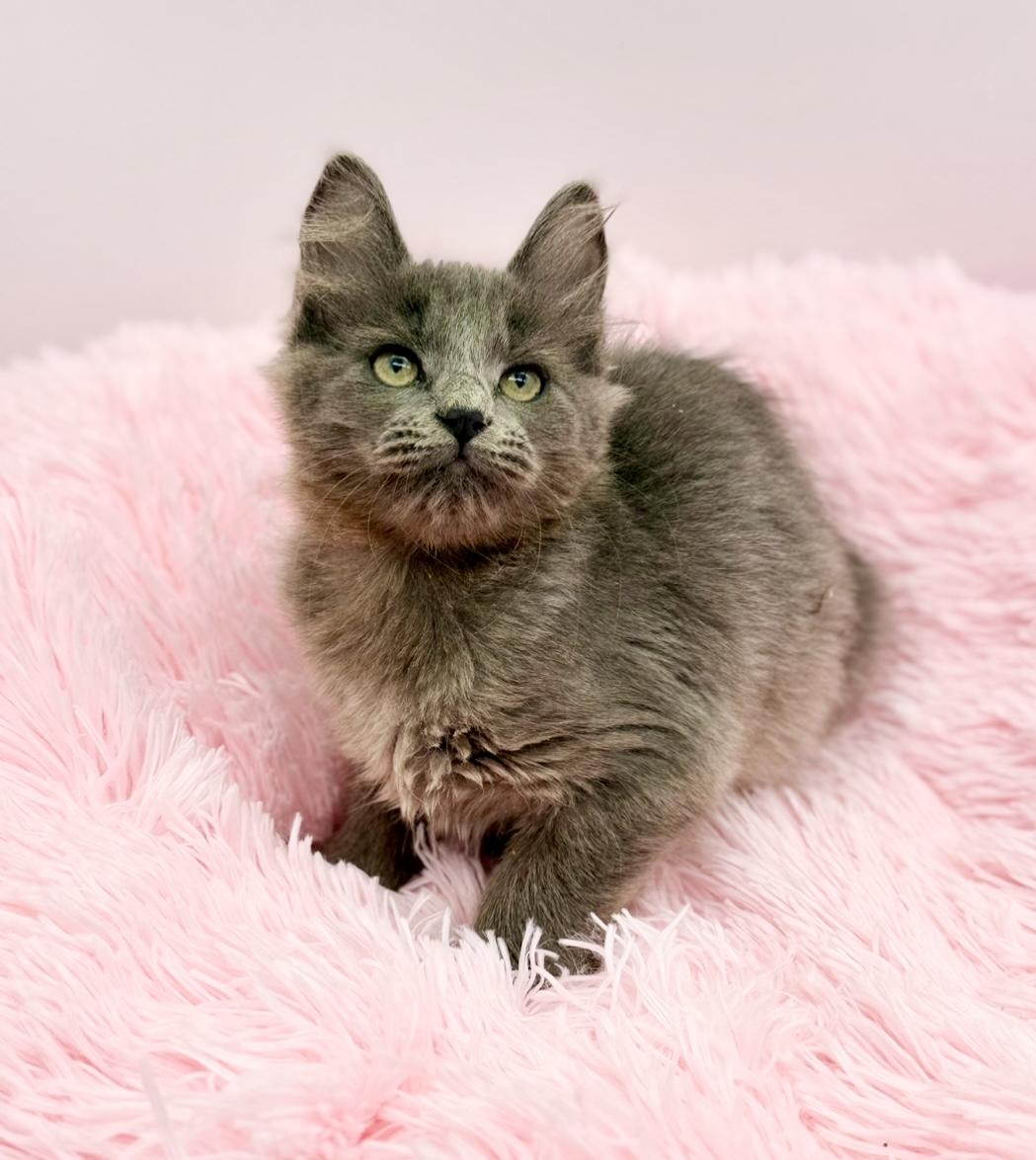 Enlarge Squish, a Adoptable mixed breed in Covington, LA image 4/6