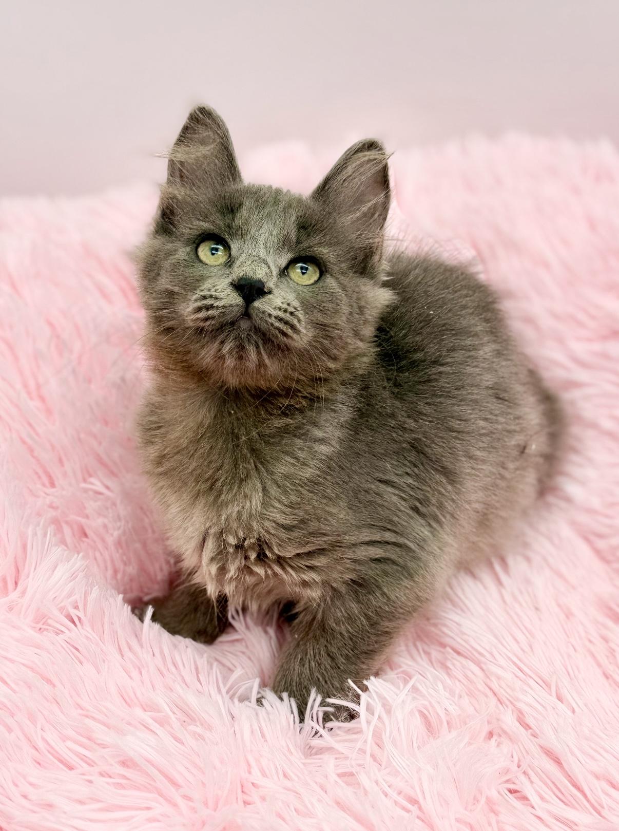 Enlarge Squish, a Adoptable mixed breed in Covington, LA image 1/6