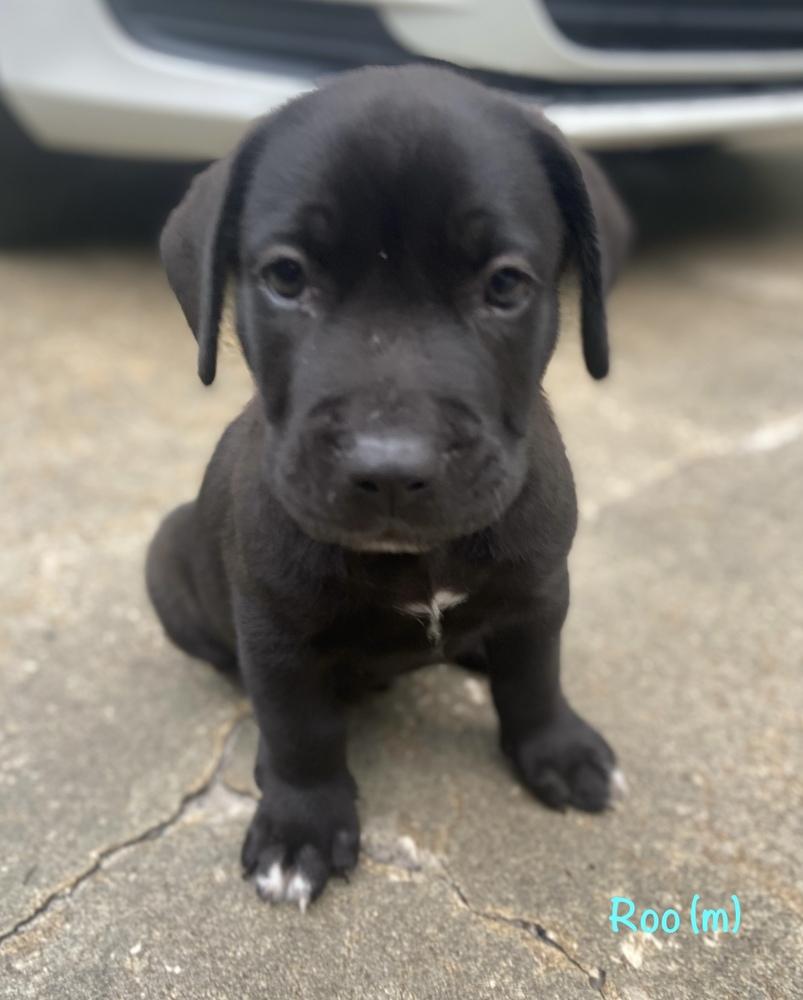 Enlarge Roo, a Adoptable mixed breed in Lakeland, FL image 1/5