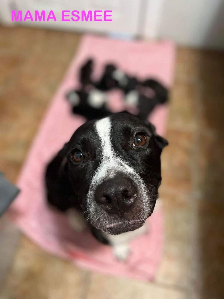Enlarge Roo, a Adoptable mixed breed in Lakeland, FL image 2/5