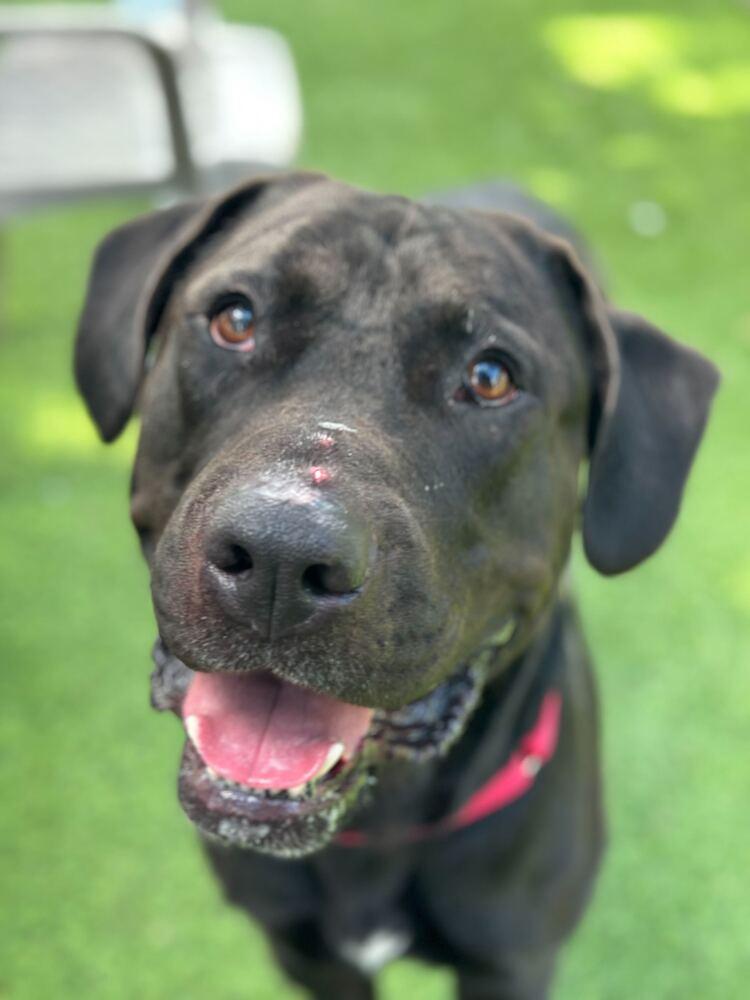 Enlarge Roo, a Adoptable mixed breed in Lakeland, FL image 4/5