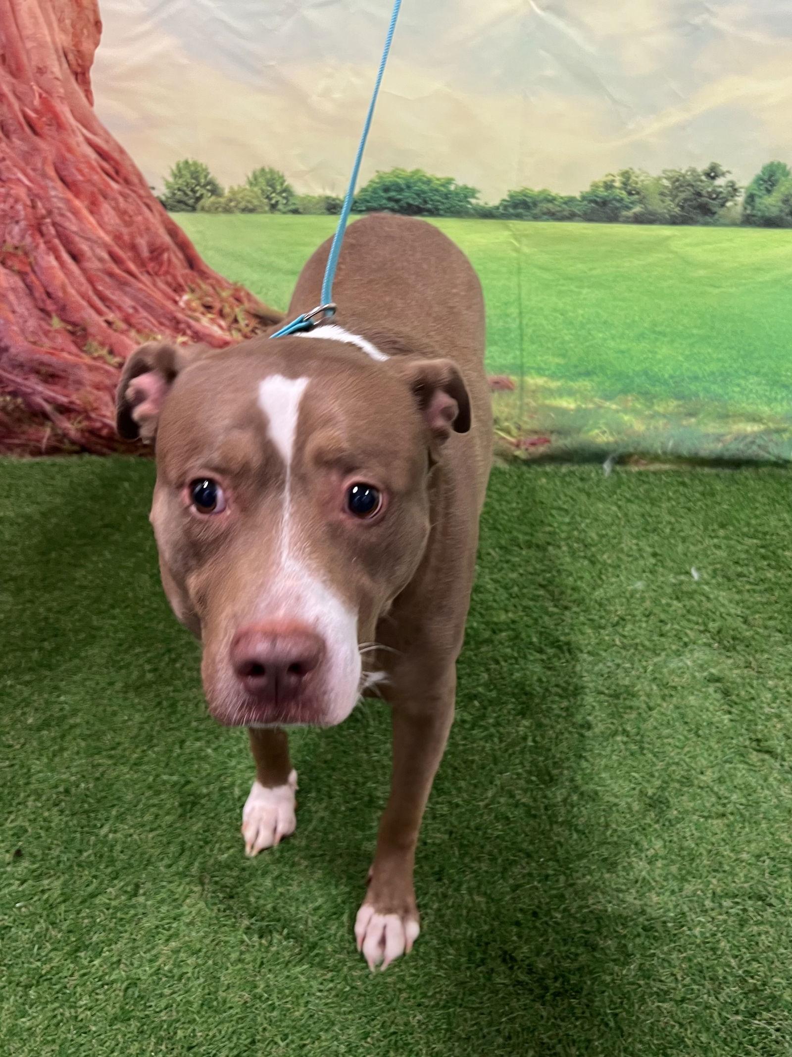 Skylar, Adoptable, Adult Female Terrier.