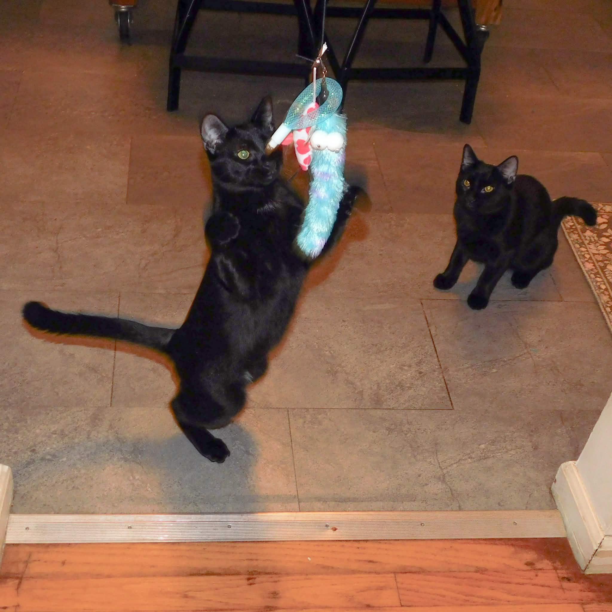 Mittens & Gloves, Adoptable, Young Male Domestic Short Hair.