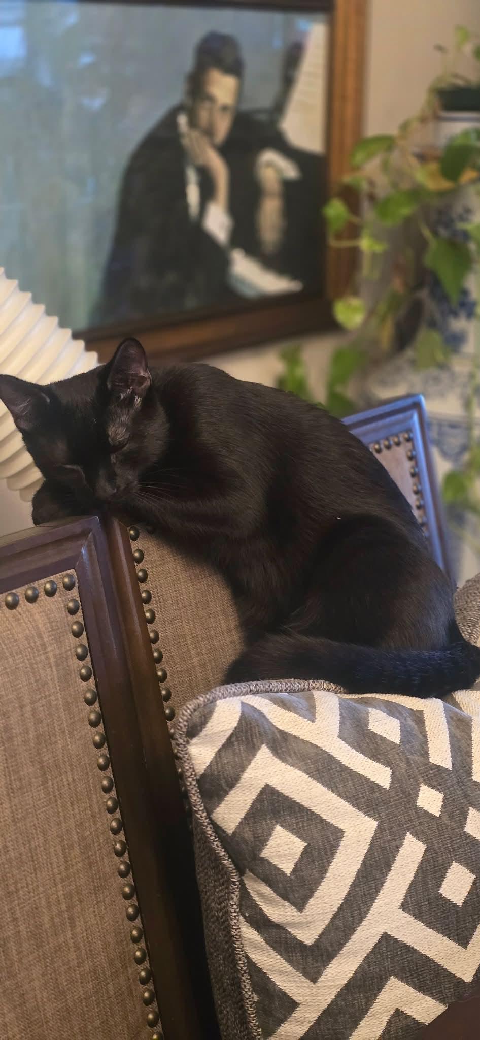 Enlarge Mittens & Gloves, a Adoptable Domestic Short Hair in Weehawken, NJ image 6/6