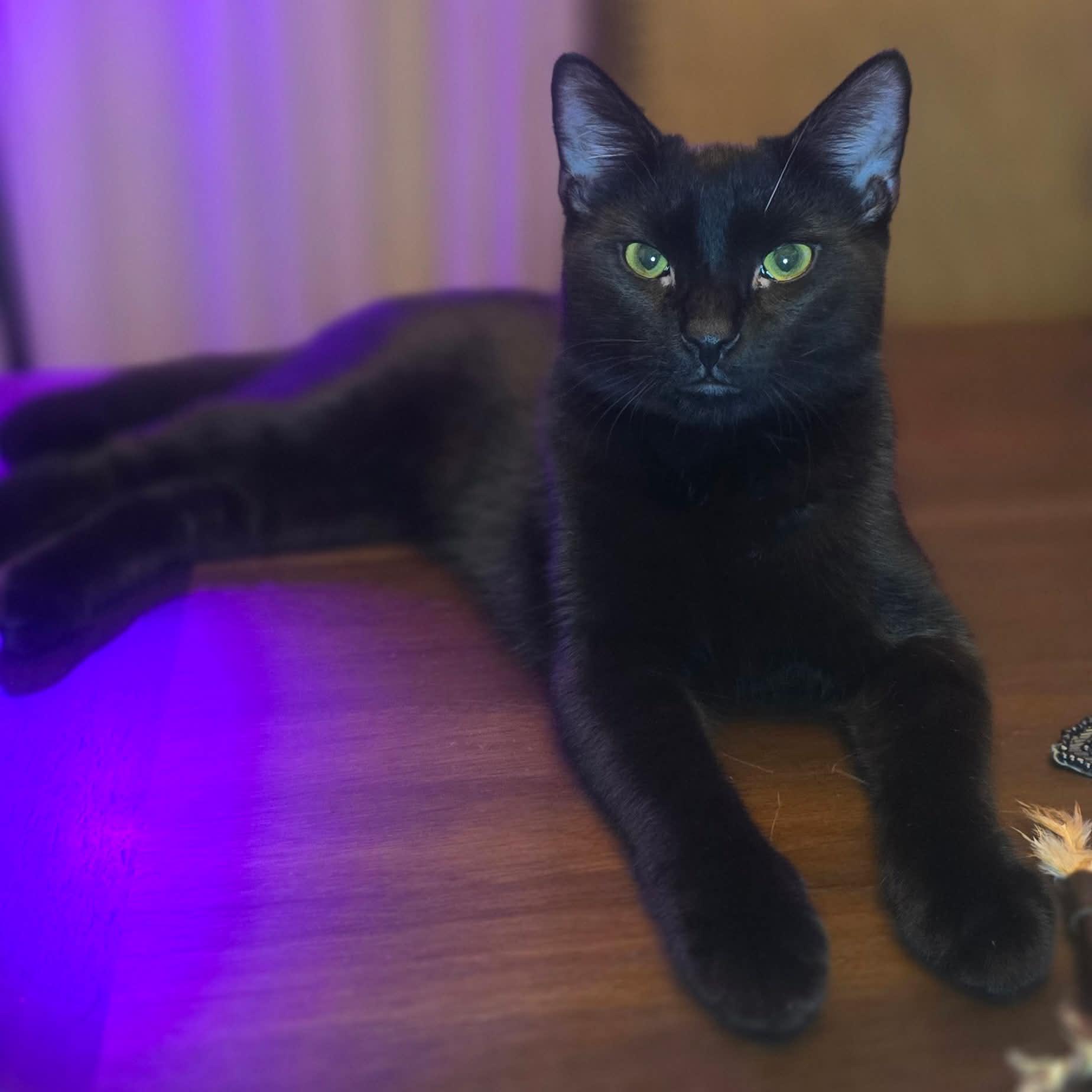 Enlarge Mittens & Gloves, a Adoptable Domestic Short Hair in Weehawken, NJ image 4/6