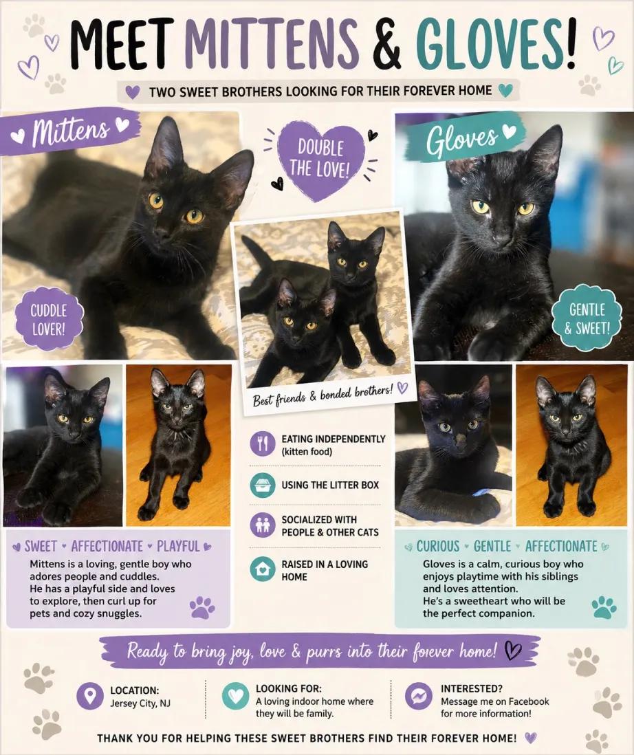 Enlarge Mittens & Gloves, a Adoptable Domestic Short Hair in Weehawken, NJ image 2/6
