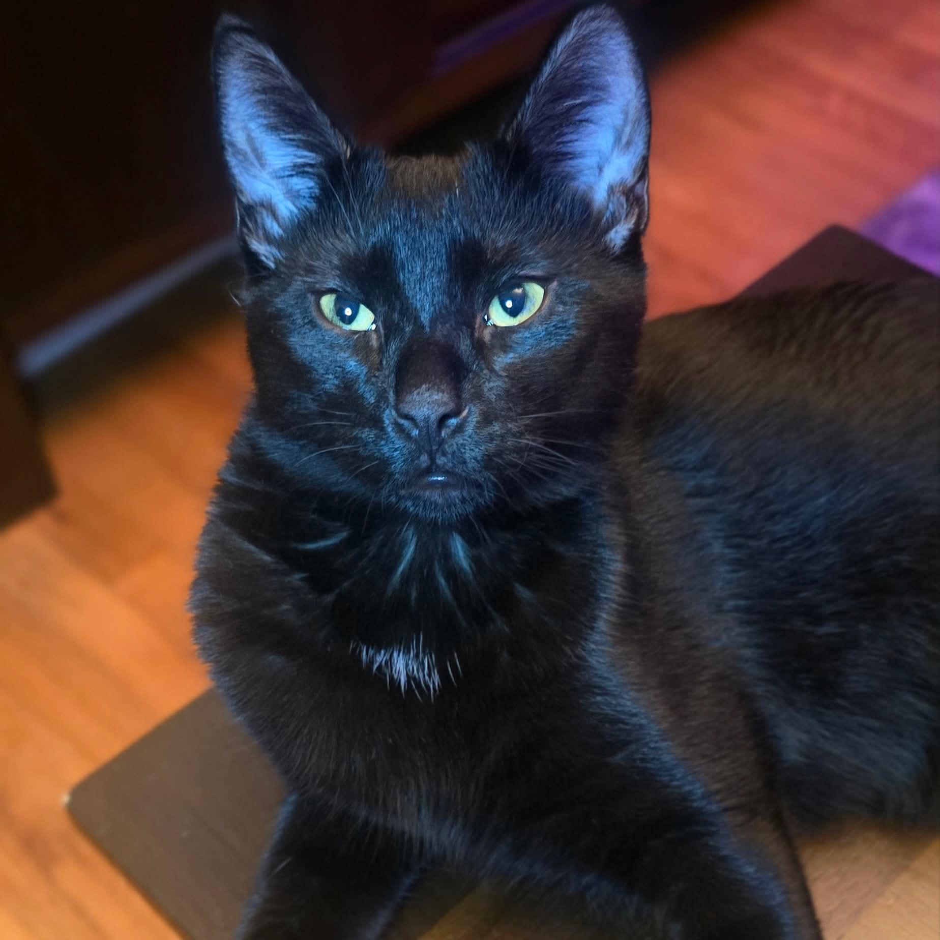 Enlarge Mittens & Gloves, a Adoptable Domestic Short Hair in Weehawken, NJ image 3/6