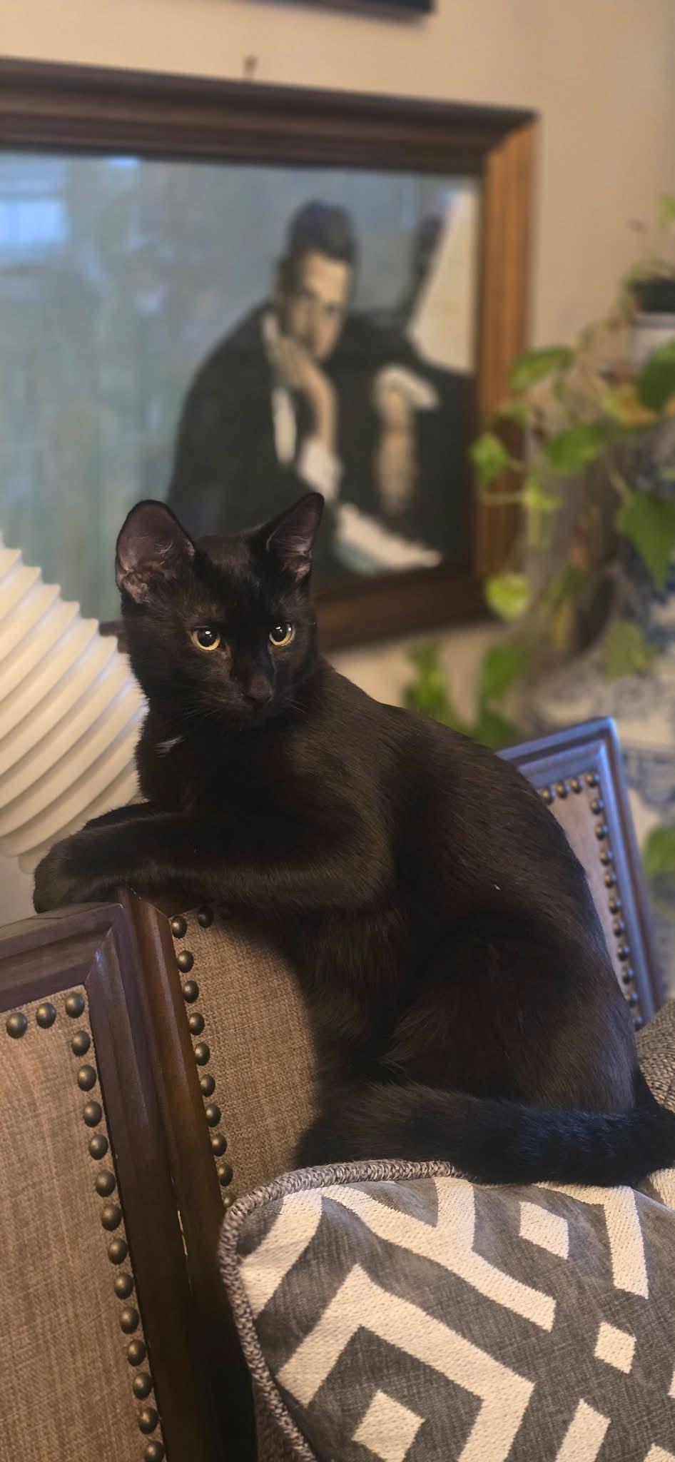 Enlarge Mittens & Gloves, a Adoptable Domestic Short Hair in Weehawken, NJ image 5/6